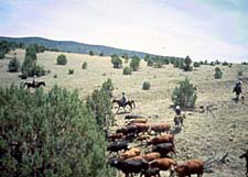 USA-Texas-Panhandle Texas Cattle Round Up